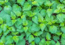 Žihľava dvojdomá (Urtica dioica)