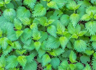 Žihľava dvojdomá (Urtica dioica)