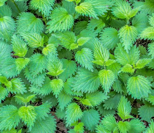 Žihľava dvojdomá (Urtica dioica)